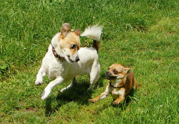 Foto zwei spielende Hunde