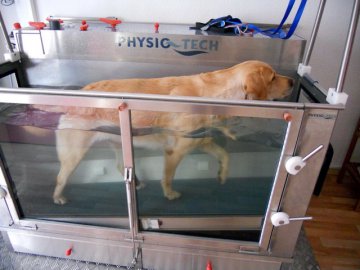 Hund im Unterwasserlaufband